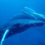 Ballena Jorobada Ballena Jorobada
