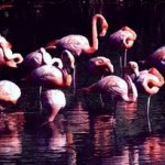 Flamencos Flamencos