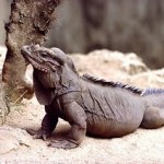 Iguana Iguana