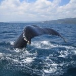 ballenas-samana-2