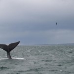 ballenas-samana-3