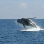 ballenas-samana-4