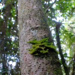 Cachote_1 Cachote_1