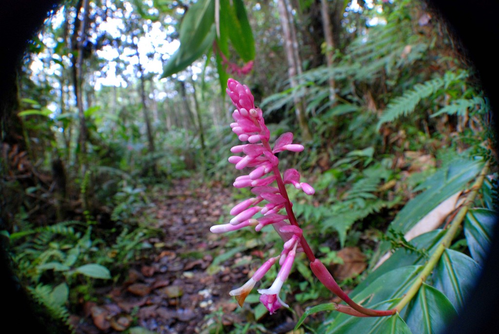 Cachote_1 (5)