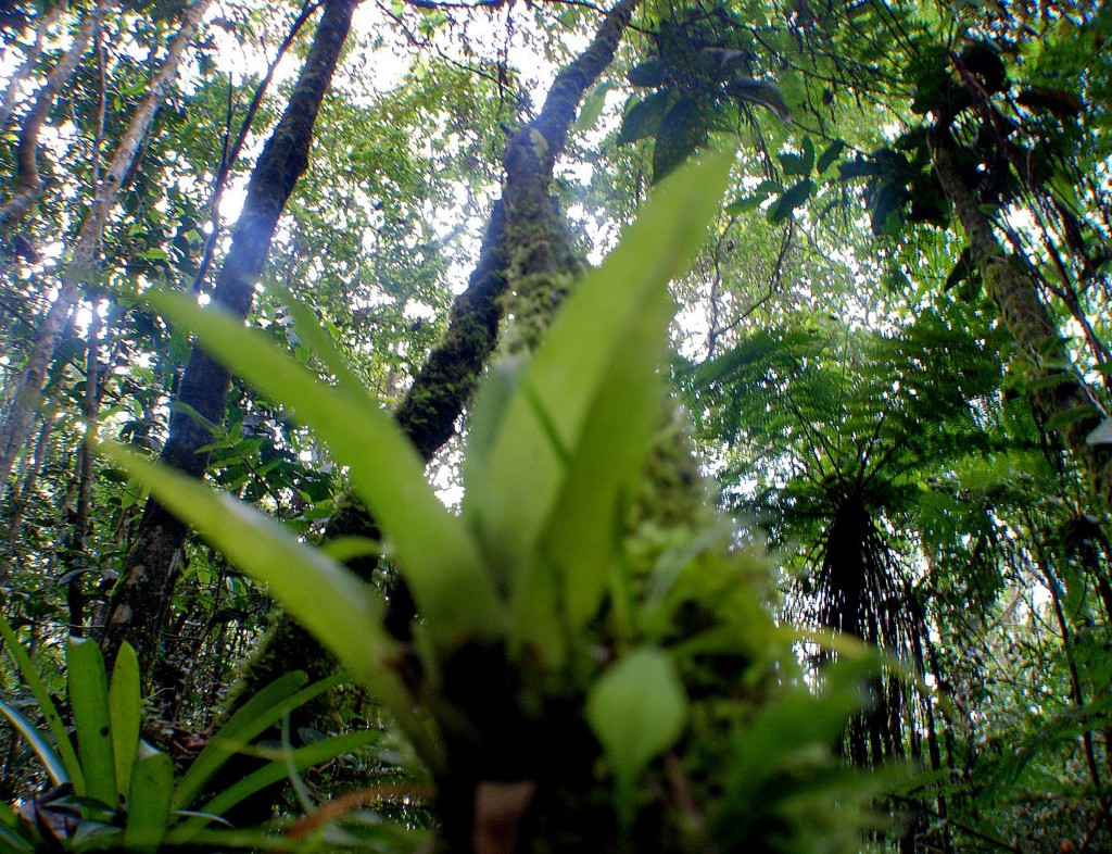 Cachote_1 (7)